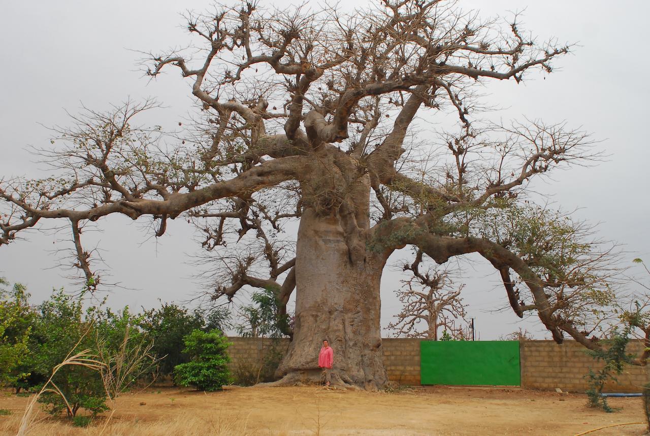 Baobab Soleil Hotel Sindia Bilik gambar